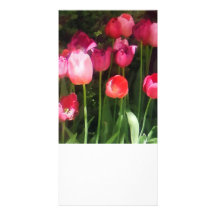 Pink Tulips in Garden Photo Cards