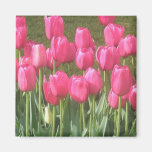 Pink Tulips Magnet