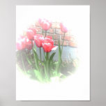 Pink Tulips Poster