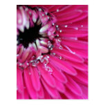 Pink Water Gerbera Postcard