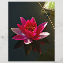 Pink Water Lily Flower Full Color Flyer