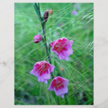 Pink watsonia flowers full color flyer