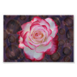 Pink & White Hybrid Tea Rose Photo Print