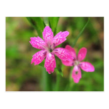 Pink Wildflower ~ postcard