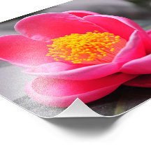 Pinkish Photo Print