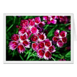 Pinks - Little Red Pink and White Flowers Greeting Card