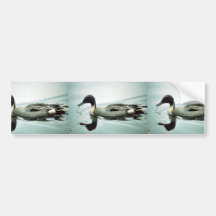 Pintail Duck Bumper Sticker