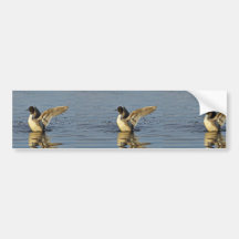Pintail Duck Drake Bumper Stickers