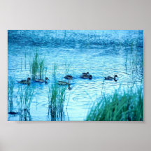 Pintail Duck Poster