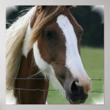 Pinto Pony Poster Print