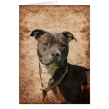 Pit Bull Terrier Cards