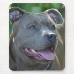 Pitbull dog mousepad