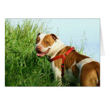 Pitbull greeting card