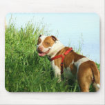 Pitbull mousepad