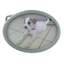Pitbull Oval Belt Buckles