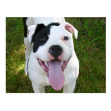 Pitbull Postcard