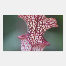 Pitcher Plant  Stickers