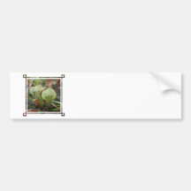 Pitcher Plants Bumper Sticker