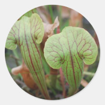 Pitcher Plants Stickers