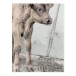 Pitchfork and Red Angus Calf Post Cards