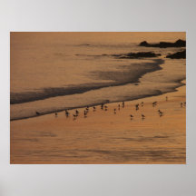 plage soir posters