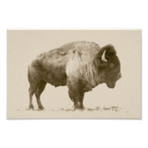 Plains Bison Photo Print