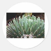 Plant 1 round stickers