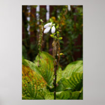 Plant-2 Posters