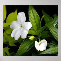 Plant-3 Print