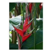 plant greeting cards