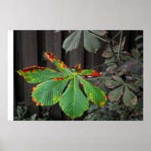 Plant leaf poster
