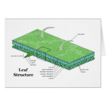 Plant Leaf Tissue Structure Diagram Card