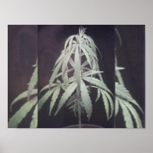 Plant poster