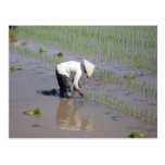 Planting Rice in the fields of Vietnam Postcard