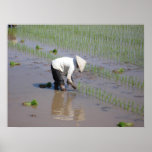 Planting Rice in the fields of Vietnam Print