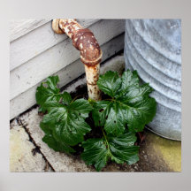 Plants and Pipes Print
