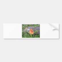 Plants, Costa Rica Bumper Sticker