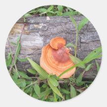 Plants, Costa Rica Round Stickers