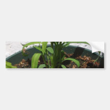 Plants Grass Bumper Stickers