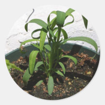 Plants Grass Round Sticker