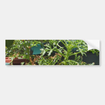 Plants Green Bumper Stickers