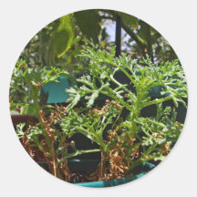 Plants Green Round Sticker