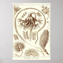 Plate 19 Pennatulida Poster