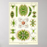 Plate 24 Desmdiea Poster