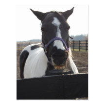 Playful Pinto Paint Horse Postcard
