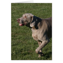 Playful Weimaraner Dog Greeting Card