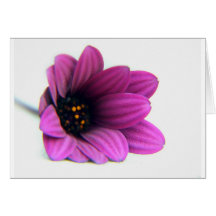 pleasing purple cards