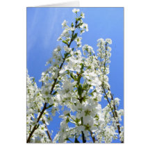 Plum blossoms ~ card