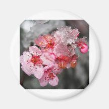 Plum Blossoms & Snow Refrigerator Magnet