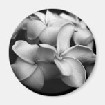 Plumeria magnet